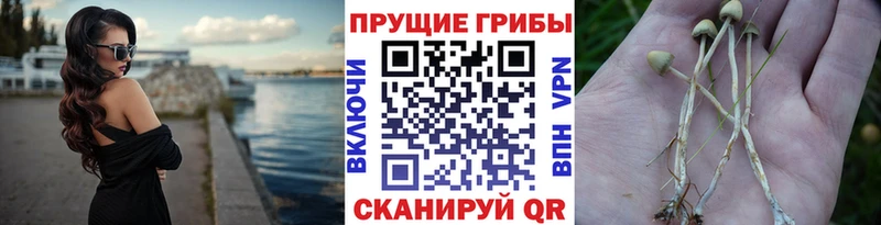 Псилоцибиновые грибы GOLDEN TEACHER  купить наркоту  Чистополь 